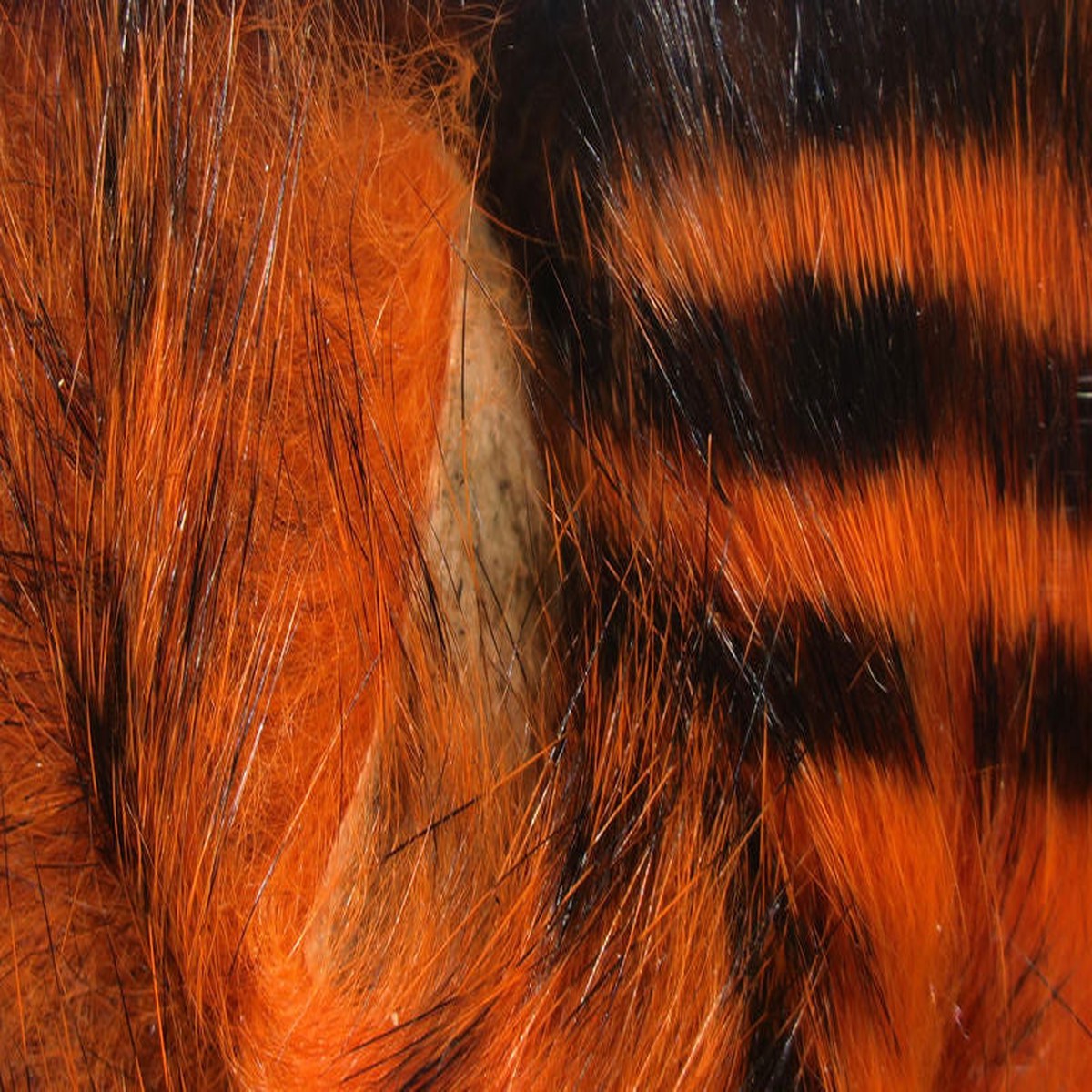 Black Barred Magnum Rabbit Strips