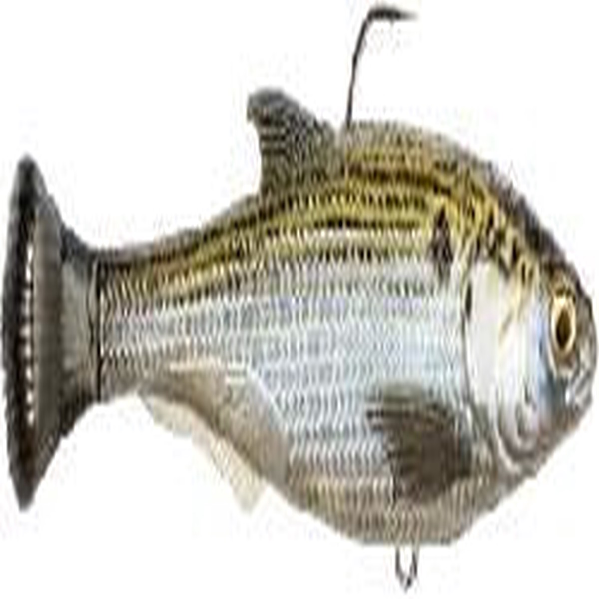 Z man shadtron 4.5 mossback swimbait
