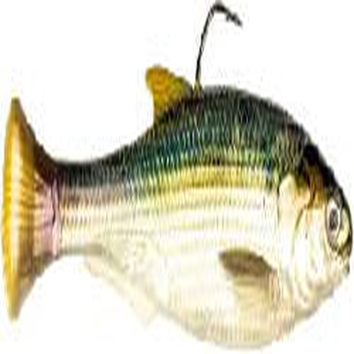 Z Man Shadtron 6 Blueback herring swimbait fast sink