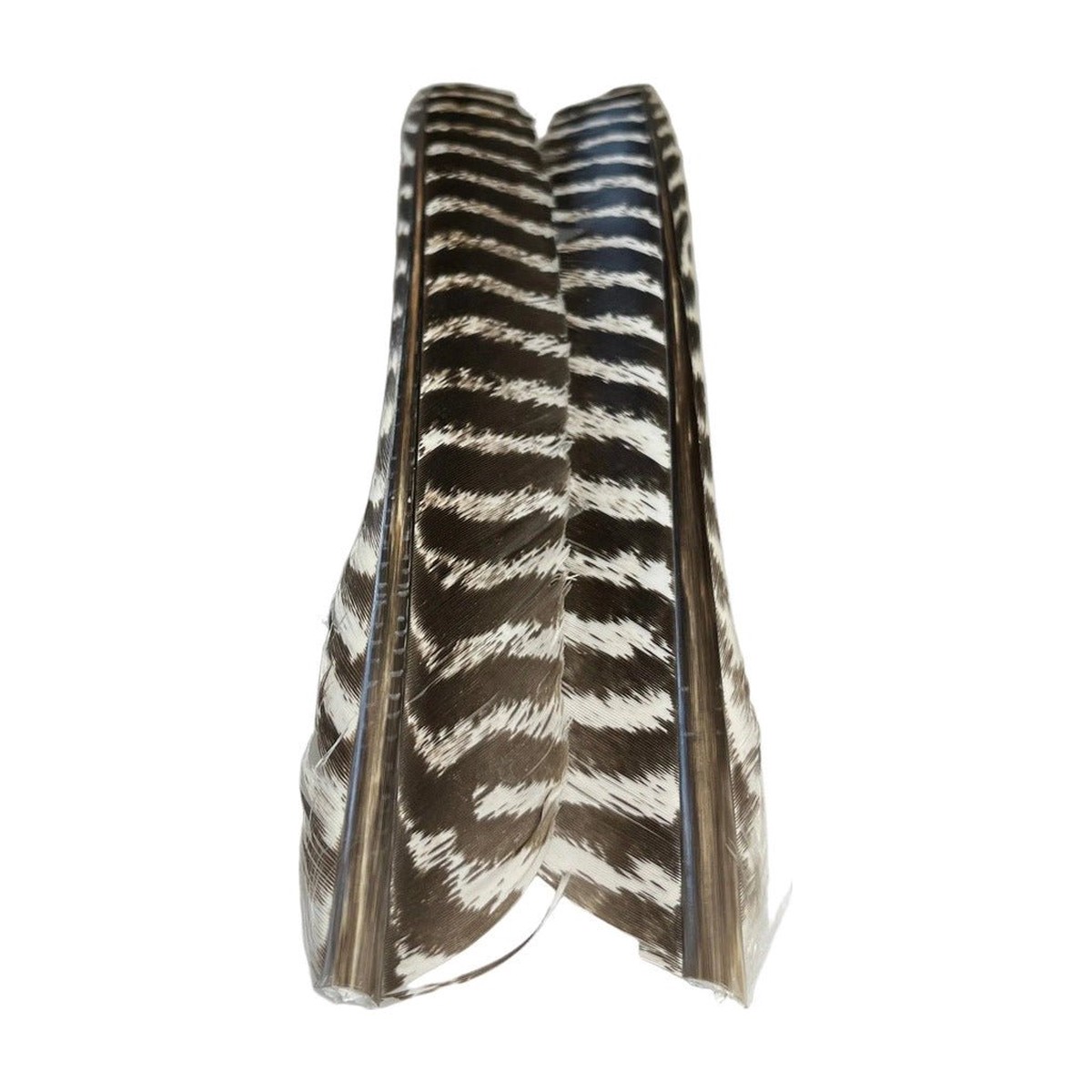 Barred Turkey Biot Quill Pair