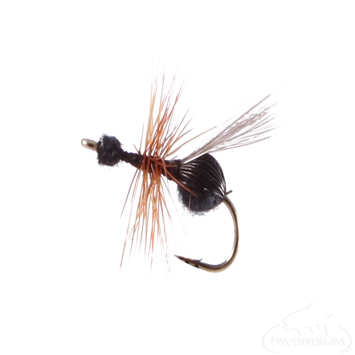Ant, Flying Black