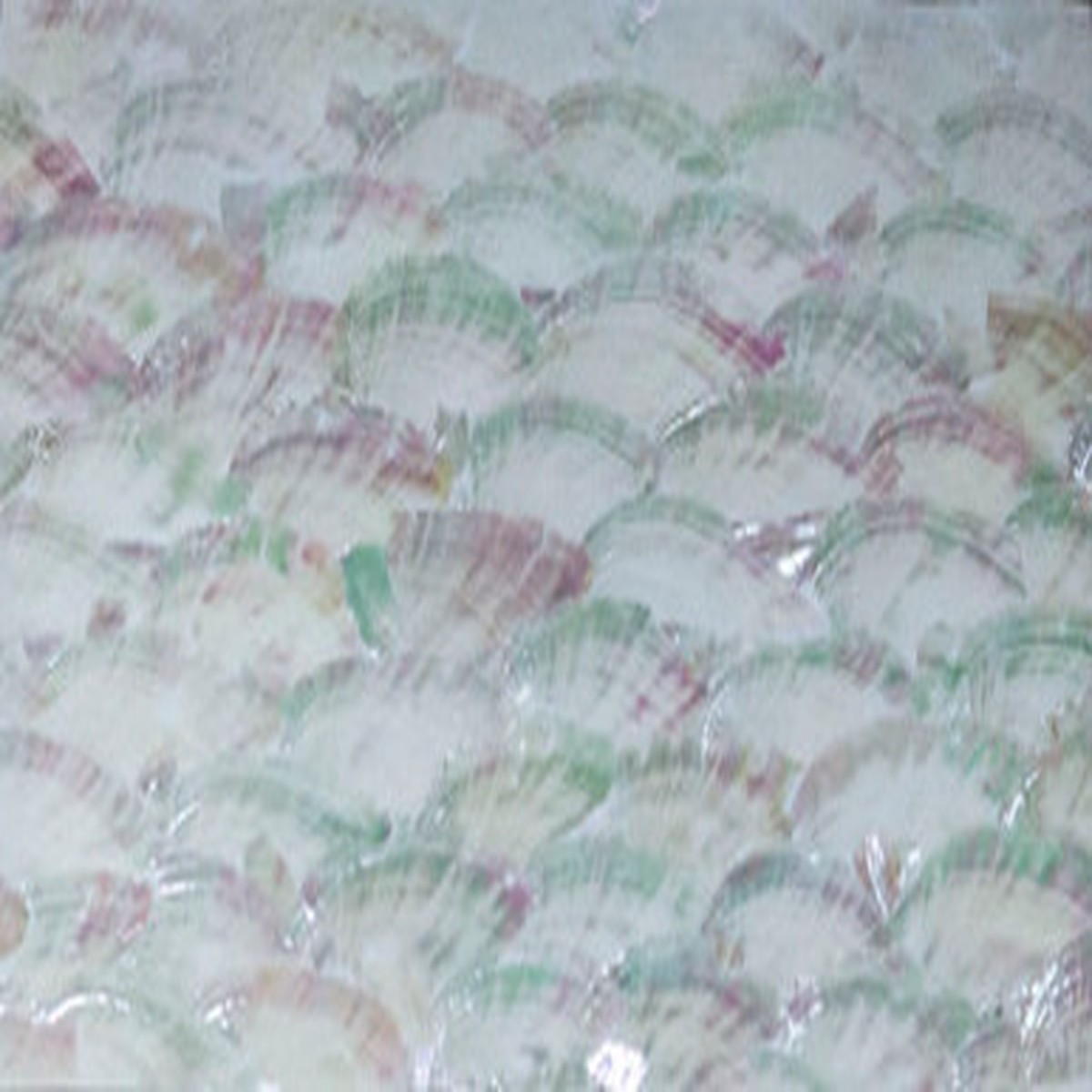 Abalone - White Awing 033