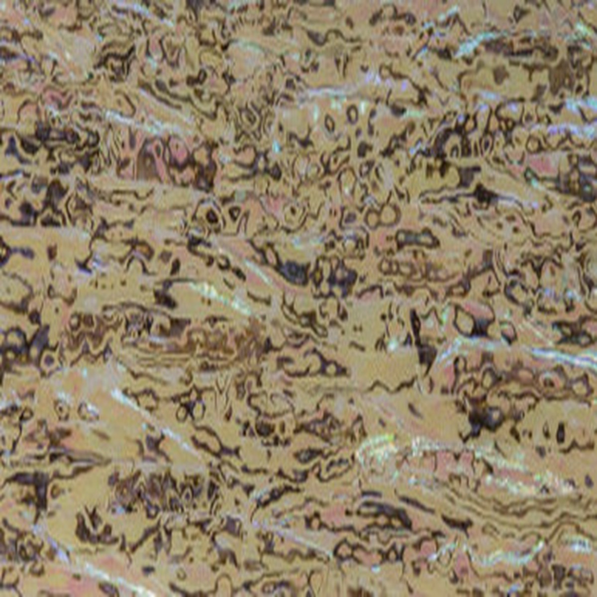 Abalone - Silver Paua 002