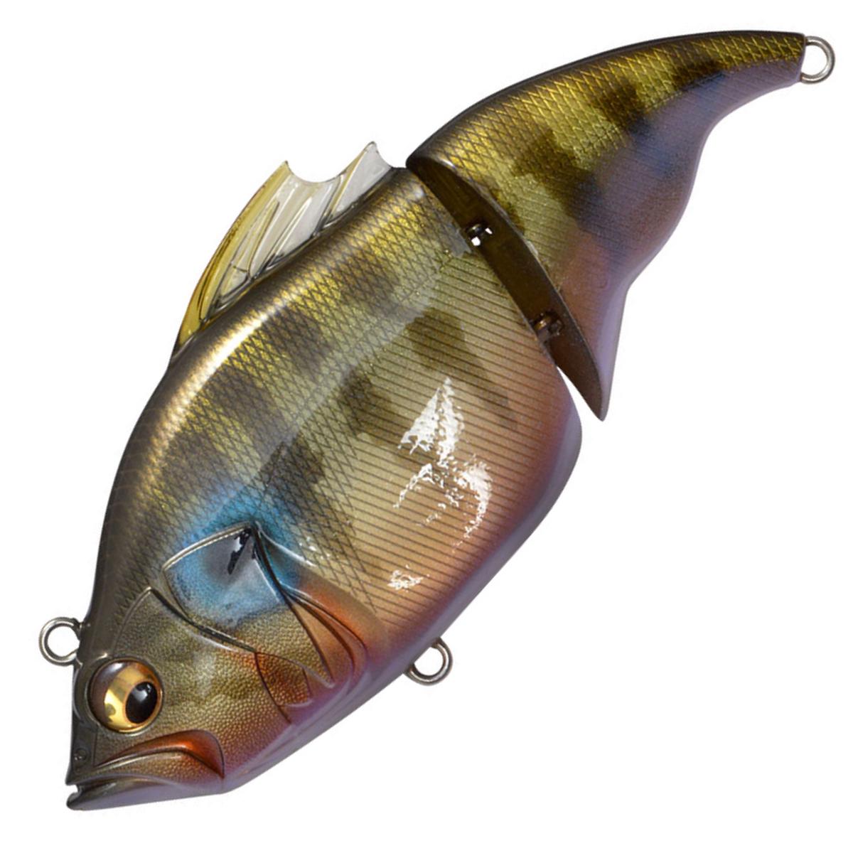 VATALION (F) [Brand New] - ITO CICHLID