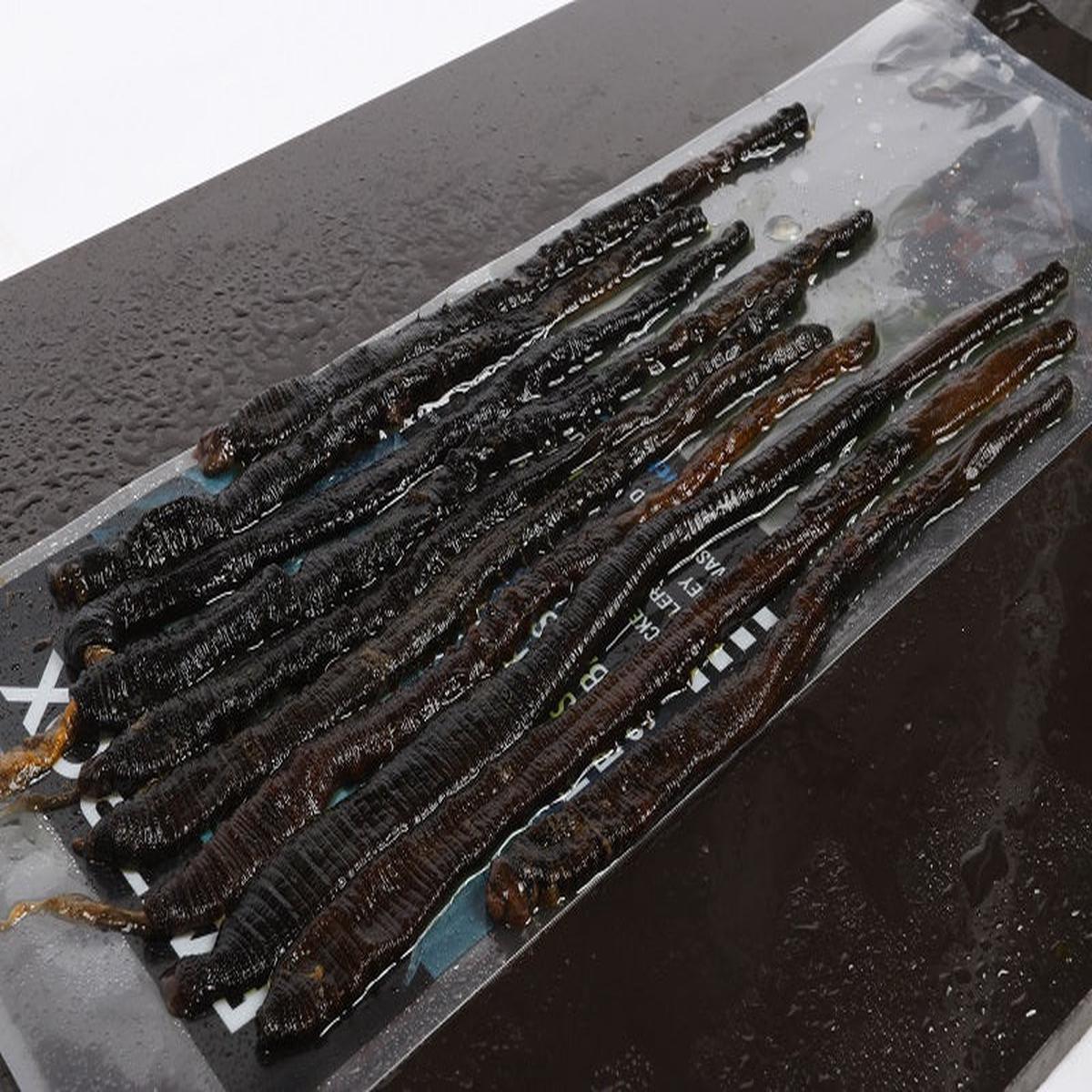 Black Lugworm