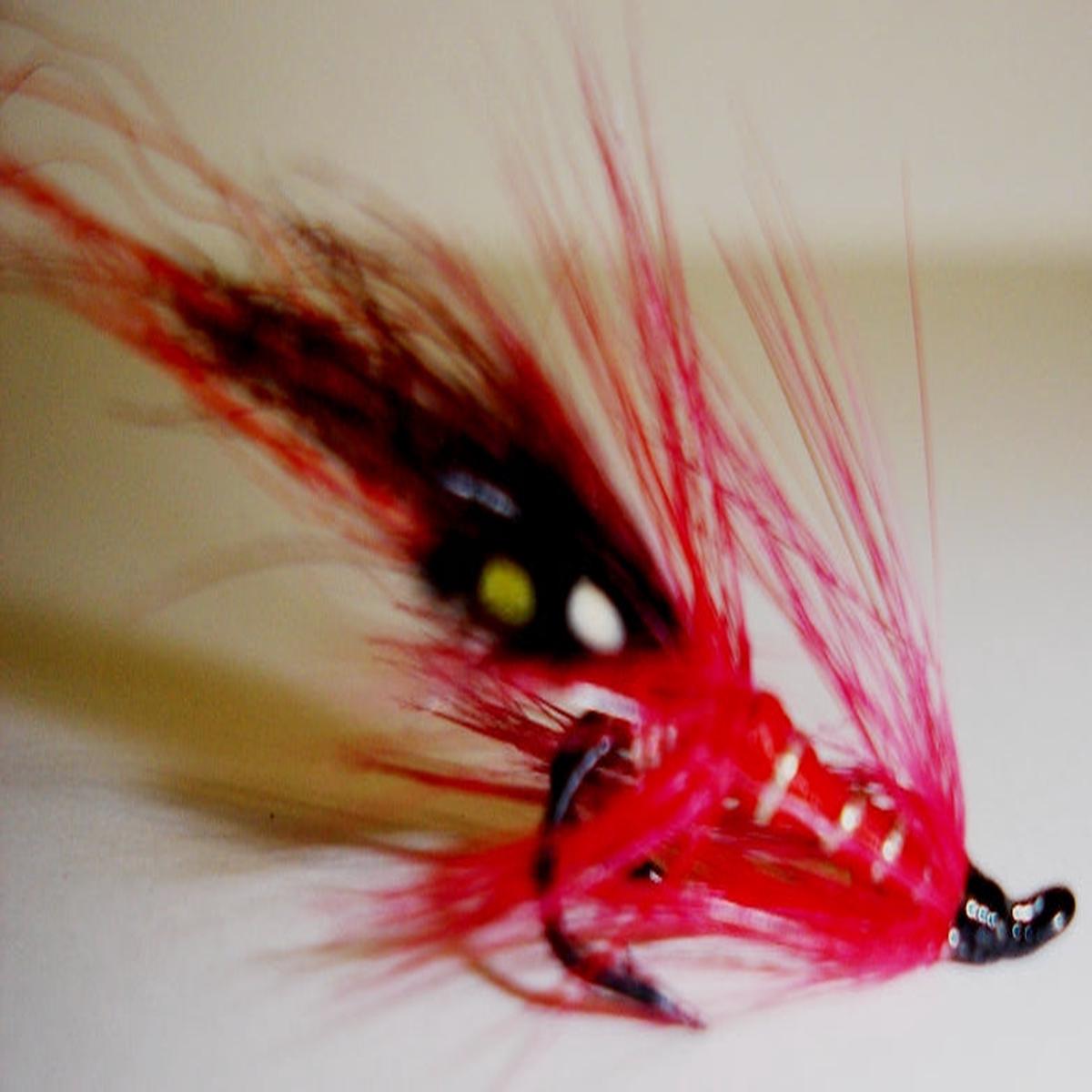 Red Shrimp