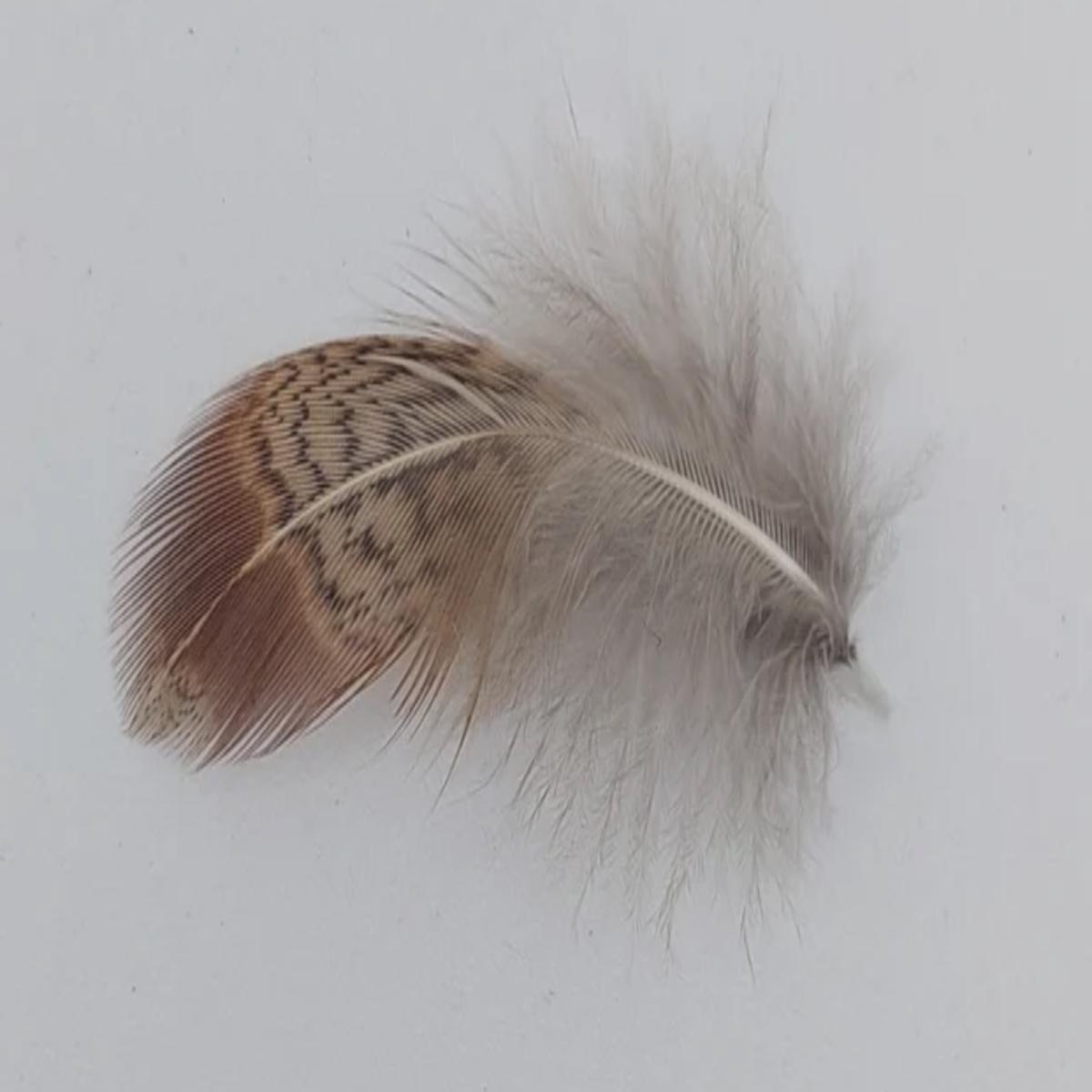 Wapsi Loose Partridge Feathers