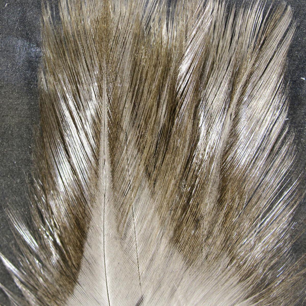 Hareline Coq De Leon